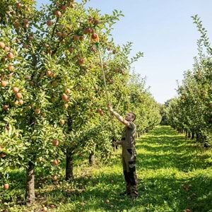 Çok Fonksiyonlu 1.5 Metre Yüksek Dal Meyve Toplama Aleti